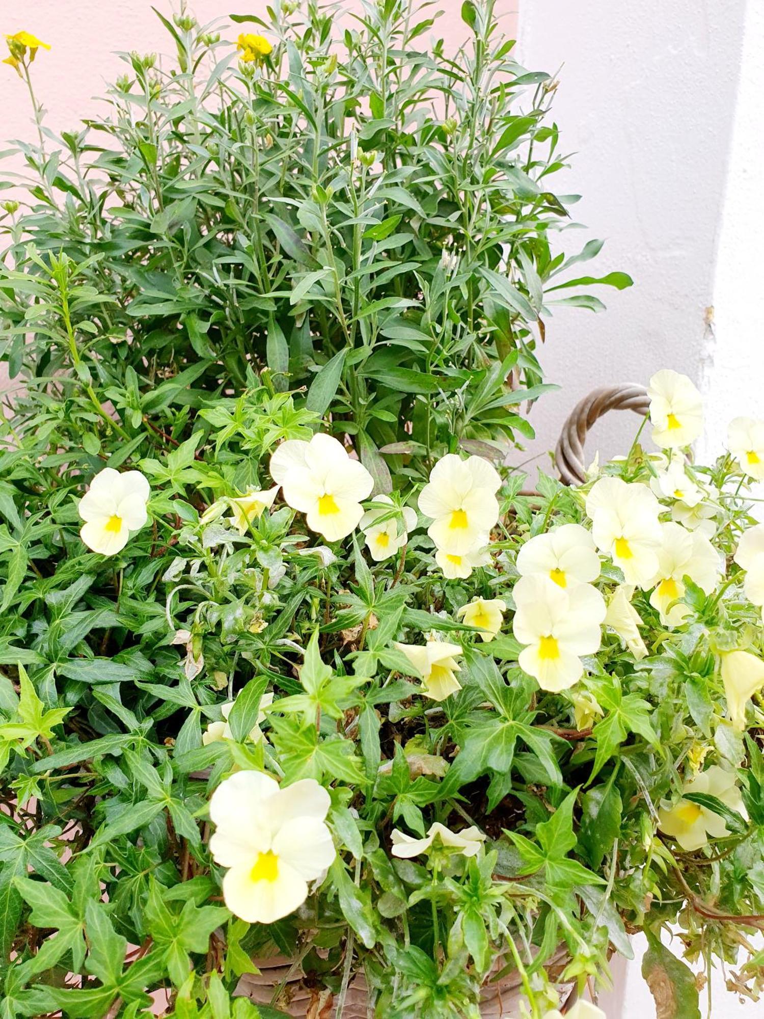 Casa Vacanze Rosy "Nel Verde" Palinuro Δωμάτιο φωτογραφία